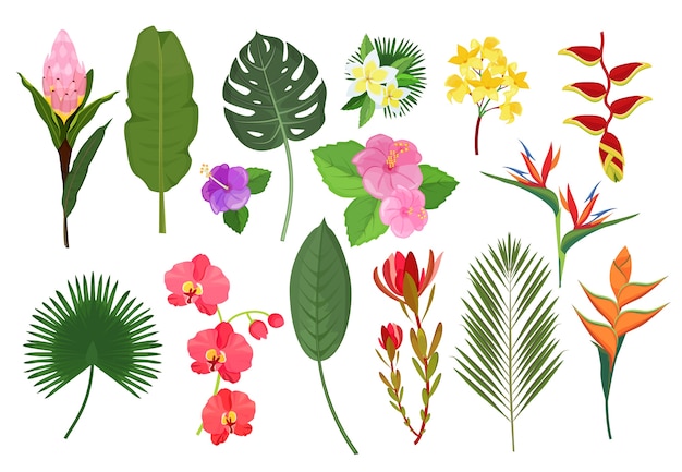 Fleurs Exotiques Decoratives Bouquet De Plantes Tropicales De Feuilles Botaniques Pour Illustration Vectorielle De Decoration Jardin De Feuilles Et De Fleurs Flore Naturelle Tropicale Vecteur Premium