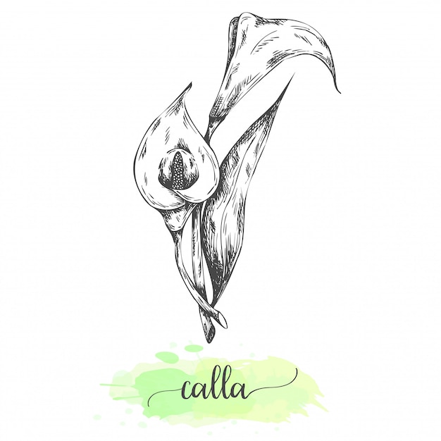 Fleurs de lis calla dessinés à la main. waterlilies floraison isolé sur blanc. illustration vectorielle dans un style vintage. esquisse de fleur tropicale contour waterlily Vecteur Premium