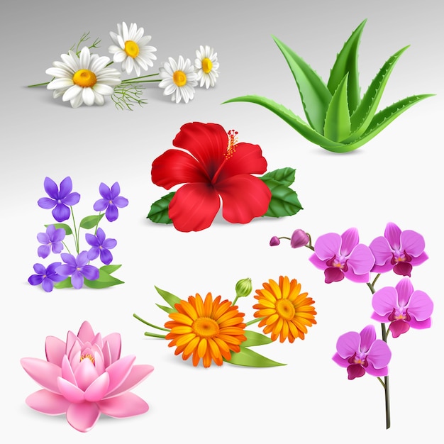 Fleurs plantes collection d'icônes réalistes Vecteur gratuit