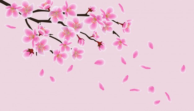 Fleurs De Sakura Asiatique Japonais Fleur De Cerisier Rose Vecteur Premium