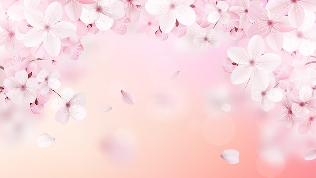 Fleurs De Sakura Rose Pale En Fleurs Vecteur Premium
