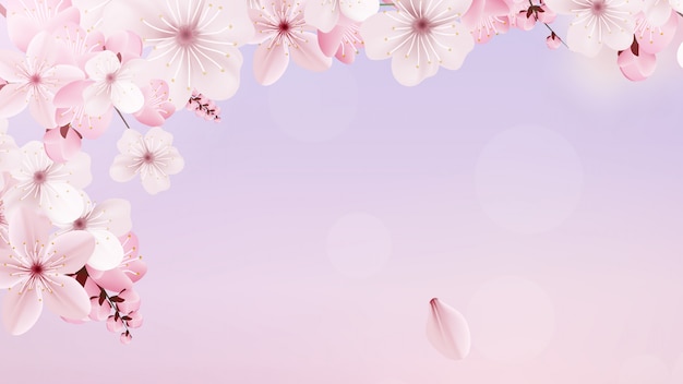 Fleurs De Sakura Rose Pale En Fleurs Vecteur Premium