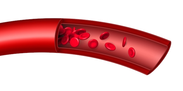 Flux de globules rouges d'artère, vaisseau. Vecteur Premium
