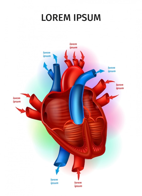 Flux De Sang Dans Le Sch ma De Vecteur R aliste Du C ur 