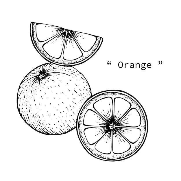 Fruit Orange Dessin Illustration A La Main Dessine Dessin Au Trait Vecteur Premium