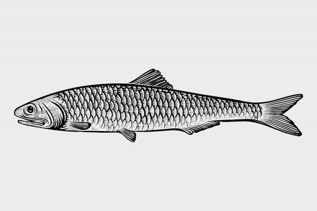 Fruits de mer sardine illustrations de style de gravure dessinés à la main Vecteur Premium