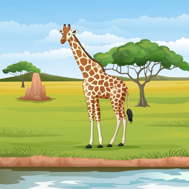  Girafe  De  Dessin  Anim  Dans La Savane Vecteur Premium