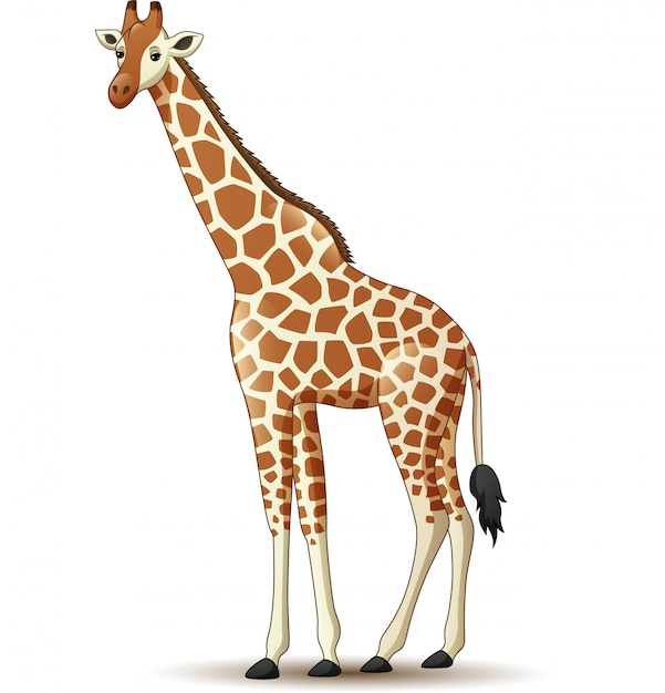  Girafe  De Dessin  Anim  Isol  Sur Fond Blanc Vecteur Premium