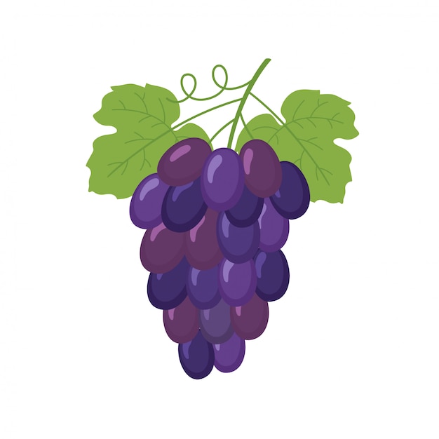 Grappe de raisin Vecteur Premium
