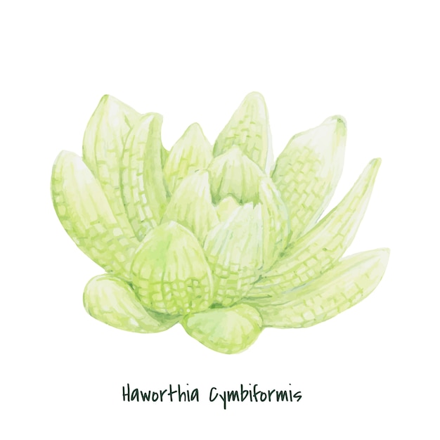 Haworthia cymbiformis succulente dessinés à la main Vecteur gratuit