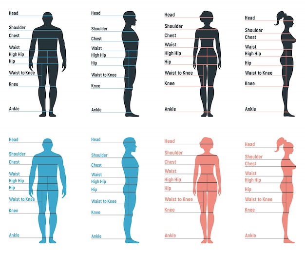 Homme Et Femme Taille  Graphique Anatomie  Personnage Humain 