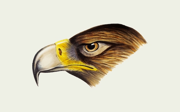 Illustration d'un aigle Vecteur gratuit