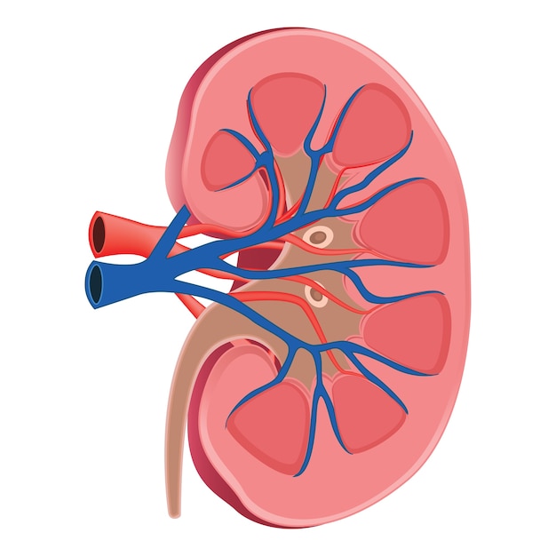 Anatomie Du Rein