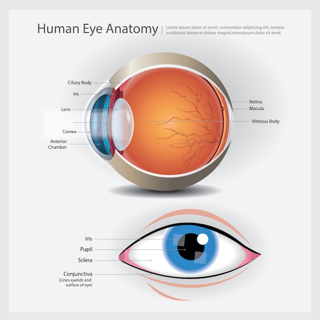 Illustration De L Anatomie De L Oeil Humain Vecteur Premium