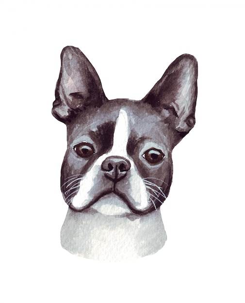 Illustration Aquarelle D Un Chien Drole Race De Chien Populaire Chien Boston Terrier Personnage Fait Main Isole Sur Blanc Vecteur Premium