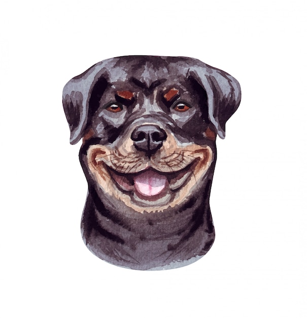 Illustration Aquarelle D Un Chien Drole Race De Chien Populaire Chien Rottweiler Personnage Fait Main Isole Sur Blanc Vecteur Premium