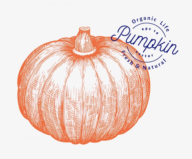 Illustration de citrouille. illustration de légumes vecteur dessiné à la main. style gravé halloween ou le jour de thanksgiving Vecteur Premium