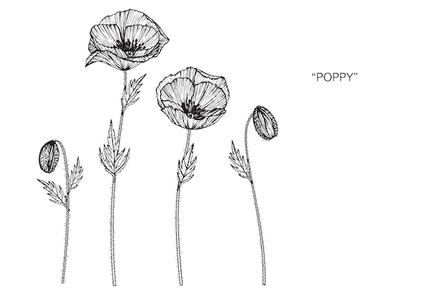 Illustration De Dessin De Fleur De Coquelicot Télécharger