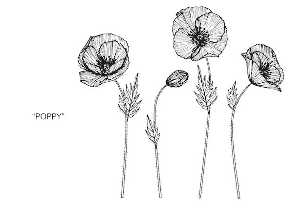 Illustration De Dessin De Fleur De Coquelicot Télécharger