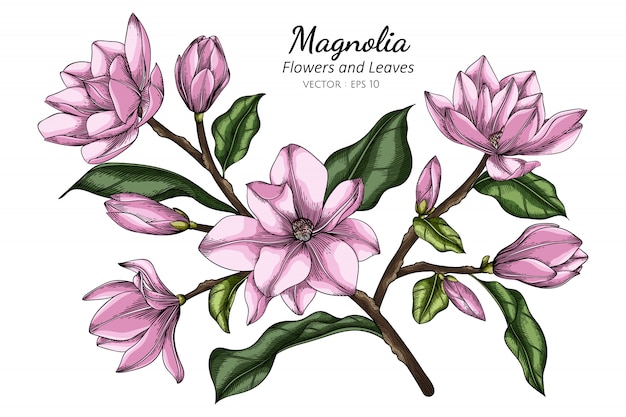 Illustration De Dessin De Fleur Et Feuille De Magnolia Rose Vecteur Premium