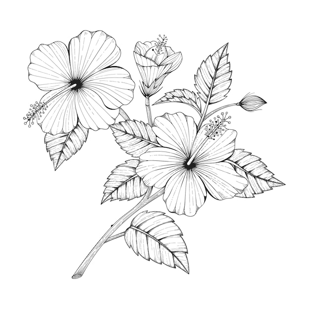 Illustration De Dessin De Fleur D Hibiscus Dessines A La Main Vecteur Premium