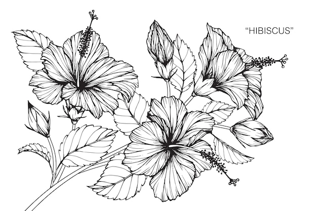 Illustration De Dessin De Fleur Dhibiscus Télécharger Des