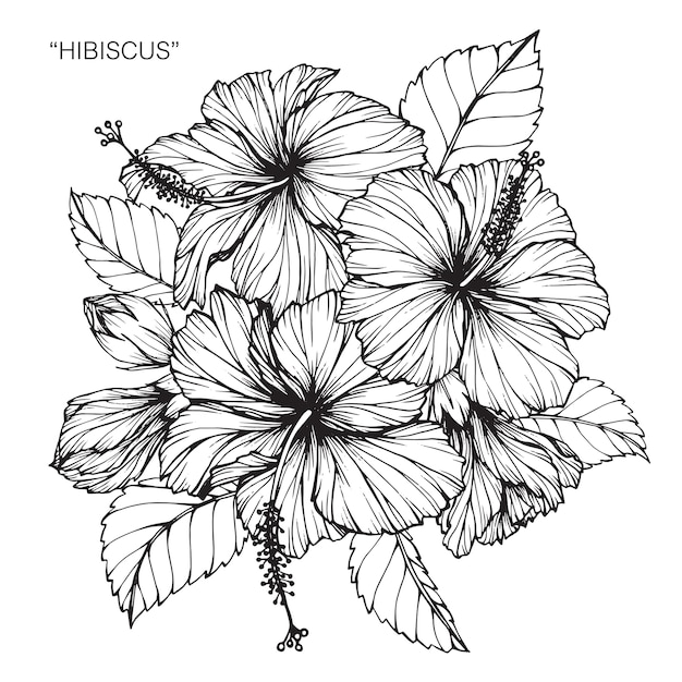 Illustration De Dessin  De Fleur  D hibiscus Vecteur Premium
