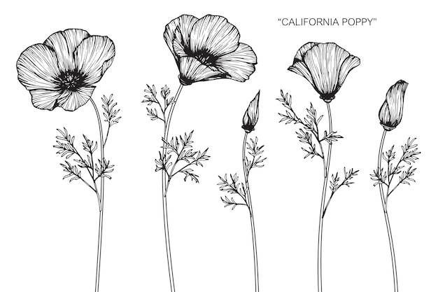 Illustration de dessin  fleur pavot  de californie 