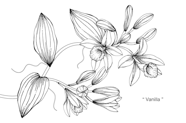 Illustration De Dessin De Fleur De Vanille Télécharger Des