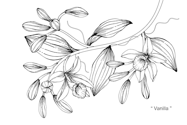 Illustration De Dessin De Fleur De Vanille Télécharger