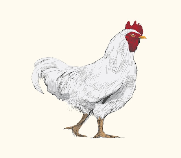 Illustration Dessin Style De Poulet Vecteur Premium