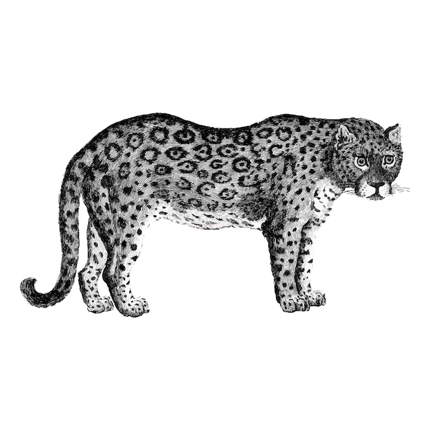 Illustration Du Leopard Et De La Panthere Vecteur Gratuite