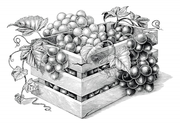 Illustration De Gravure Antique De Raisins Biologiques Dans Le Panier Clipart Noir Et Blanc Isole Raisins Biologiques D Inspiration De Marque Vecteur Premium