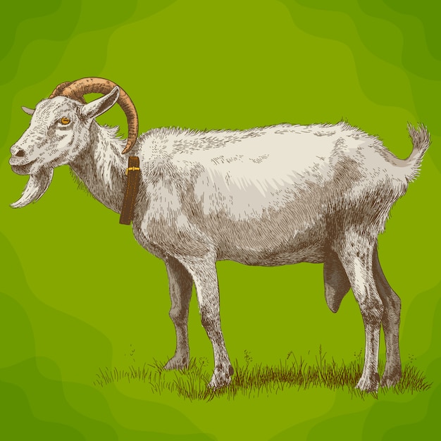 Illustration de gravure de chèvre Vecteur Premium