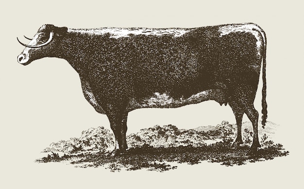 Illustration De Vache Vintage Vecteur Gratuite