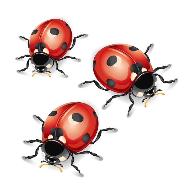 Illustration Vectorielle De Coccinelles Vecteur Premium 