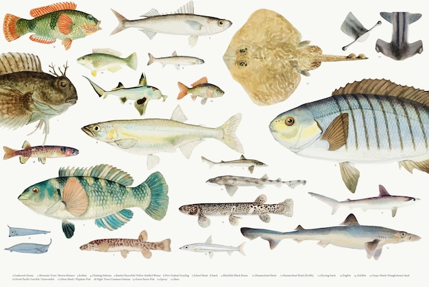 Illustration vectorielle colorée de la collection de dessin de poisson Vecteur gratuit
