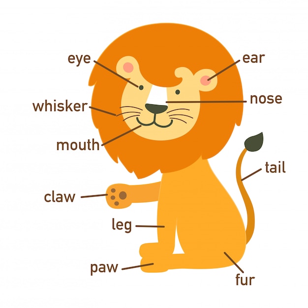 Illustration D Un Vocabulaire De Lion Faisant Partie De Body Vector Vecteur Premium