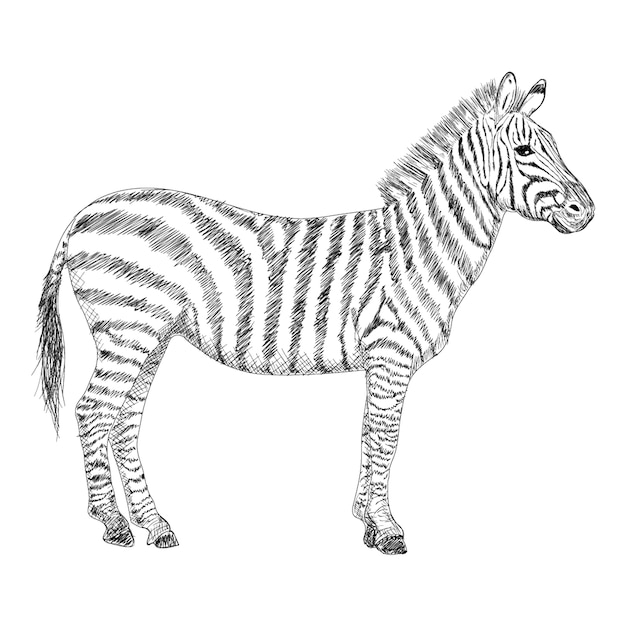 Illustration De Zebre Dessin Dessine A La Main Vecteur Premium