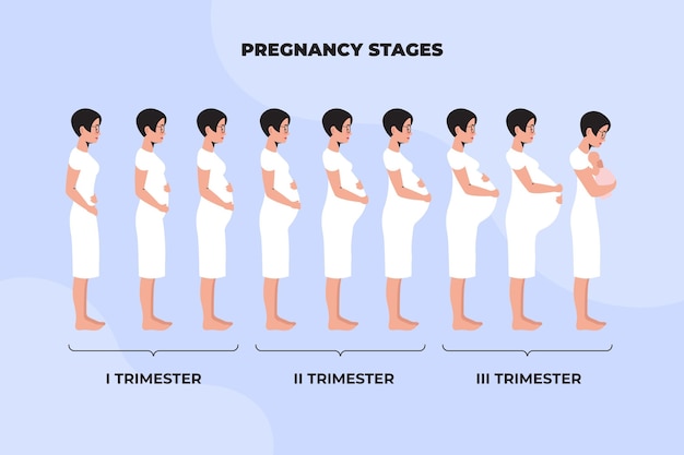 Illustré Les Différentes étapes De La Grossesse Vecteur Premium 