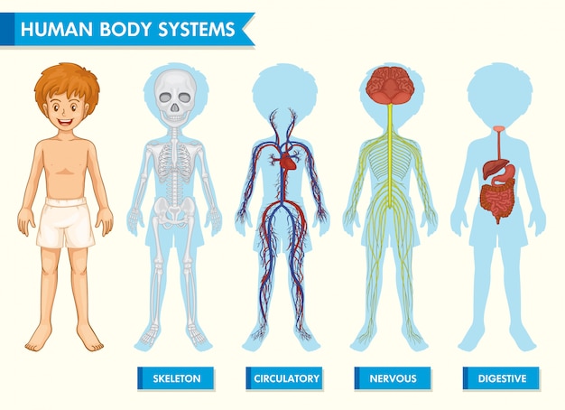 Infographie Médicale Scientifique Des Systèmes Du Corps Humain Télécharger Des Vecteurs 