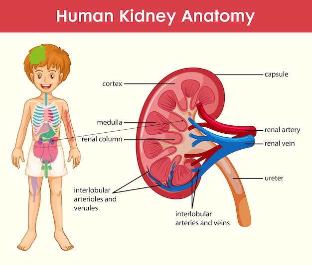 Infographie De Style Dessin  Anim  Anatomie Du Rein  Humain 