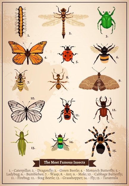 Insects vintage book page Vecteur gratuit