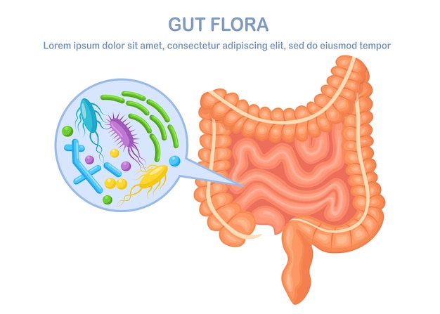 Intestins, Flore Intestinale Sur Fond Blanc. Appareil Digestif Avec ...