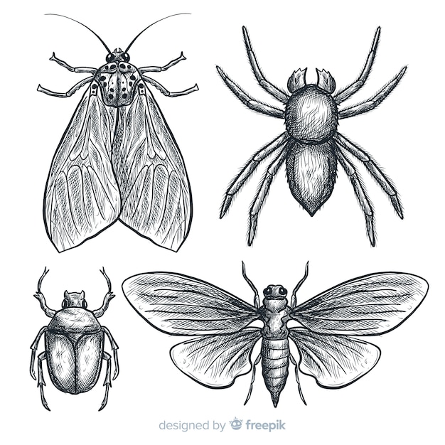 Jeu De Croquis D Insectes R Aliste Dessin S La Main Vecteur Gratuite