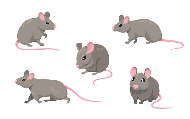 Jeu De Souris De Dessin Anime Rongeur Poilu Gris Petit Rat Avec Queue Sans Poil Rose Marche Ou Assis Isole Sur Blanc Vecteur Gratuite