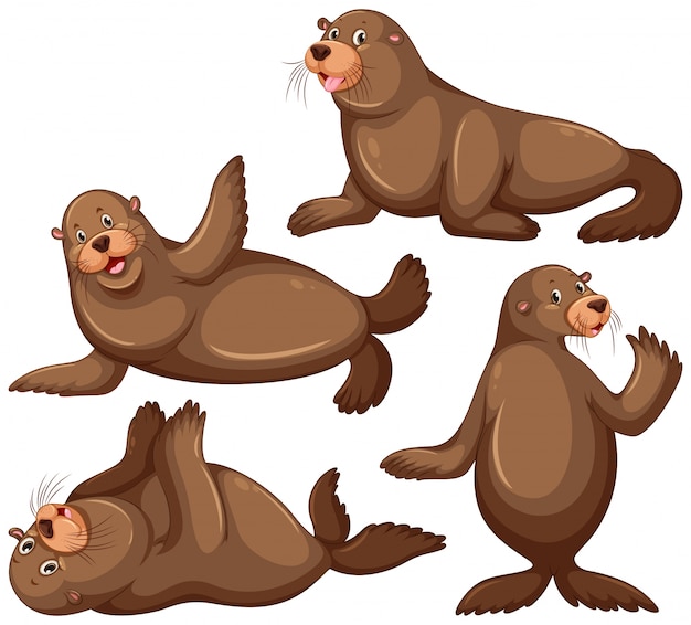 Lion De Mer En Quatre Illustrations De Poses Vecteur Gratuite 2305