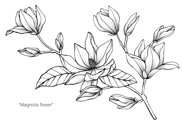 Magnolia Fleur Dessin Illustration | Vecteur Premium