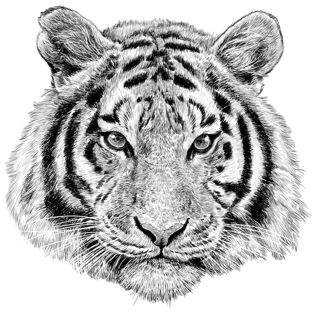 Main De Tete De Tigre Dessiner Monochrome Croquis Sur Fond Blanc Vecteur Premium