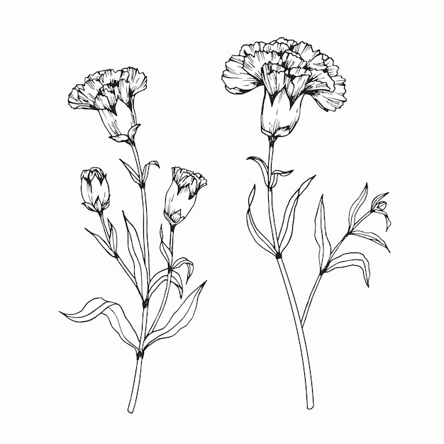 Oeillet Fleur Dessin Illustration Vecteur Premium